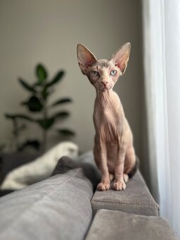 Mačička sphynx - 6