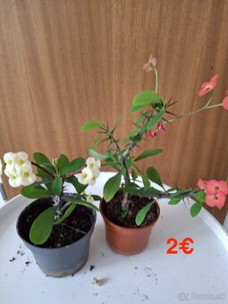 Mix izbových rastlín: Tučnolist, Prýštec, Euphorbia - 6