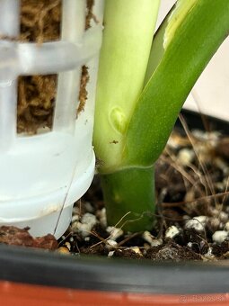 Monstera (revert) albo variegata - 6