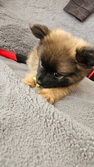 Pomeranian - 6