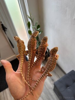 Agamy bradate (Pogona vitticeps) Mláďatá - 6