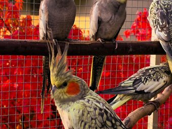 Korely výstavný typ - 6