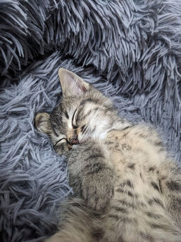 maly tigrik Imro - 6