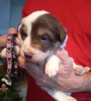 Border kólia - hnedobiele šteniatka - 6