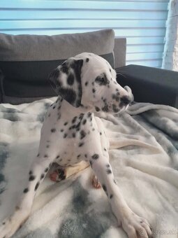 DALMATIN šteniatká - 6