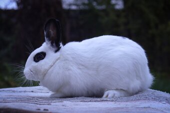 Zakrslé králiky - 6