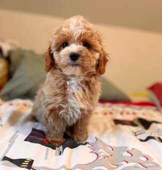 Pudel+ Maltese= Maltipoo girl - 6