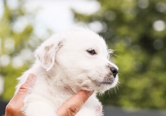 Jack russel teriér s PP - 6