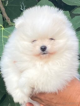 Pomeranian s PP - 6