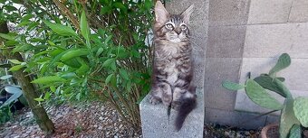 Mainska myvalia Mainne coon Mco - 6