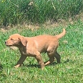 Šteniatka labradora - 6
