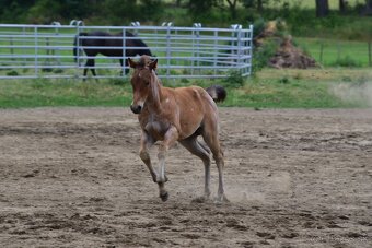 American Quarter horse kobylka - 6