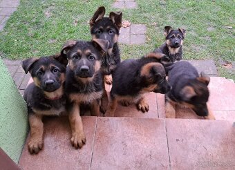 Nemecký ovčiak - šteniatka - 6