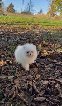Pomeranian s PP FCI❣️ - 6