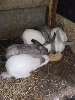 Predám zajace - 6
