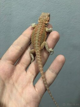 Agama bradata Hypo het Zero - 6
