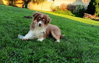 Miniaturní americký ovčák s PP FCI - 6