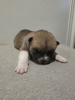 Akita Inu - 6