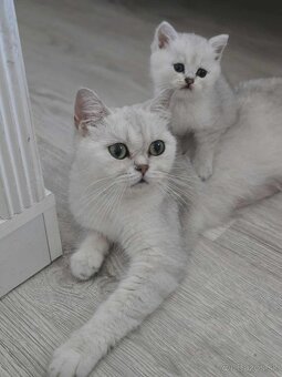 Britské mačiatka chinchilla - 6
