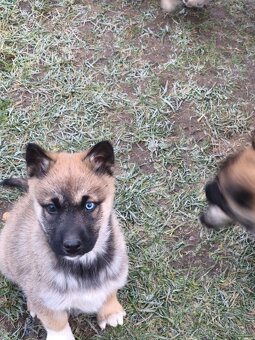 Predám šteniatka - 6