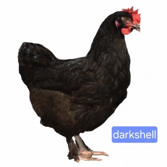 Mládky Dominant - 6