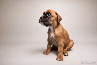 Nemecký boxer - predaj šteniatok - 6