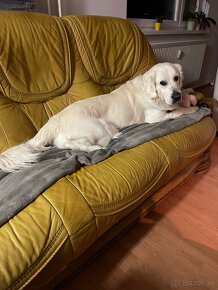 Zlatý Retriever na krytie s PP - 6