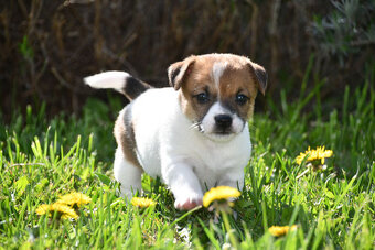 Jack Russell Terrier stenatka s PP - 6