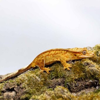 Pagekón riasnatý z chovu GeckoSVK - 6