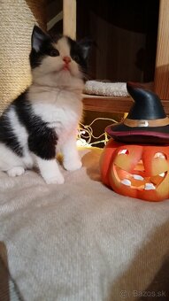 Britské mačiatka - britská modrá, modrý bicolor, čierny bic. - 6