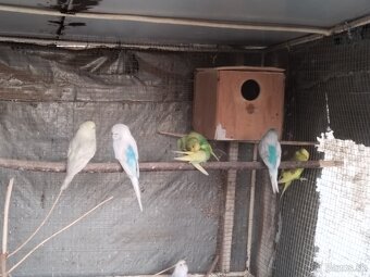 Predám vtáctvo - 6