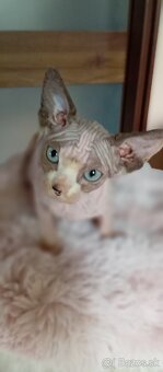 Kanadský sphynx mačiatka - 6