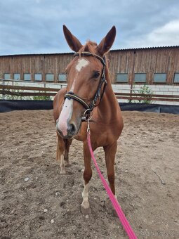 Šikovný mladý valach ČT - 6