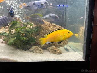 Africké Cichlidy - 6