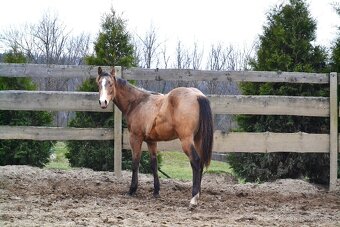 Quarter horse hřebeček - 6