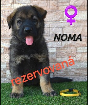 Predám šteniatka - Nemecký ovčiak - 6
