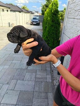 Cane Corso - 6