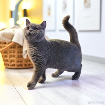 Britska macka s PP - 6