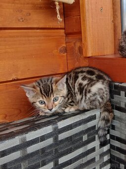 bengal bengalska macka bengalske maciatka - 6