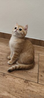 Britské mačiatka - 6