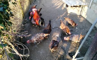 Vlaska porcelanova NV - 6