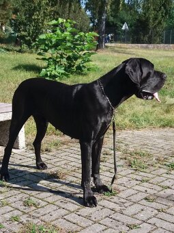 Německá doga s PP , volný modrý pejsek - 6