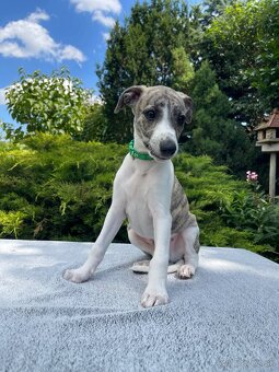 Whippet s PP - 6