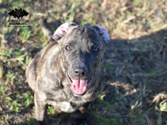 Raritné šteniatko - Uruguajský Cimarron s PP - 6