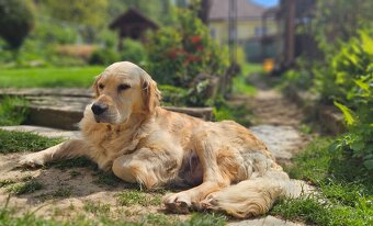 Zlatý retriever - 6