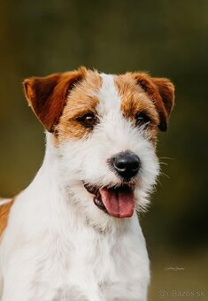 Jack Russell teriér s PP - 6