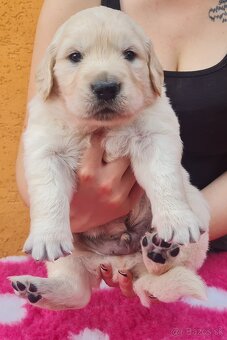 Zlatý retriever - šteniatka s PP, poslední 2 chlapci voľní - 6
