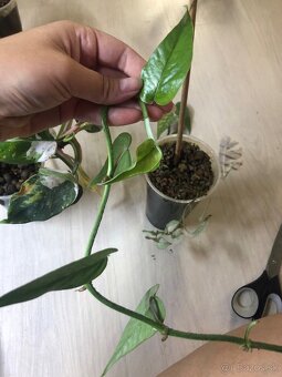 epipremnum pinnatum mint - 6