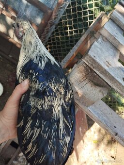 Ayam cemani + krizence - 6