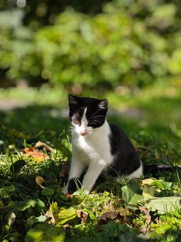 Darujem mačiatka kocúrov - 6